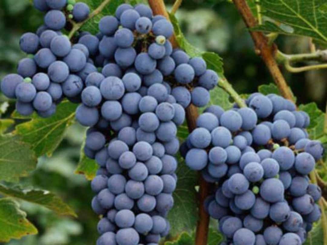 Cabernet Sauvignon grapes on the vine in Washington state. eu.democratandchronicle.com